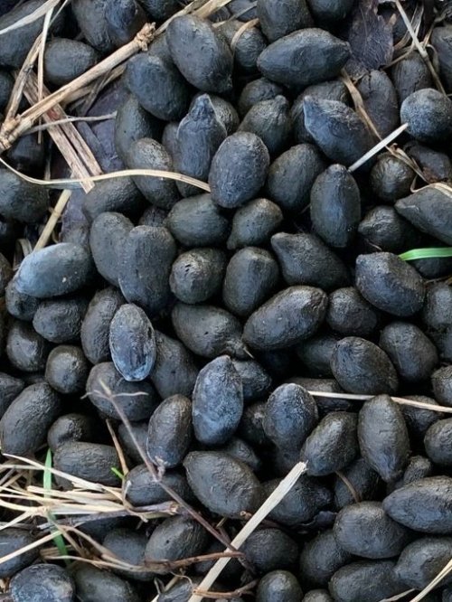 Magic Beans